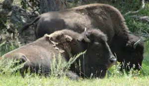 Real estate in Genesee